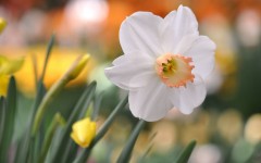 Desktop image. Flowers. ID:62056