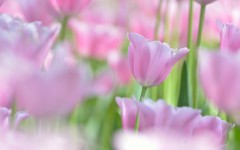Desktop image. Flowers. ID:62191