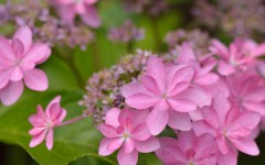 Desktop image. Flowers. ID:62193