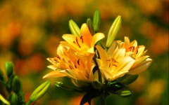 Desktop image. Flowers. ID:62204
