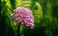 Desktop image. Flowers. ID:62231