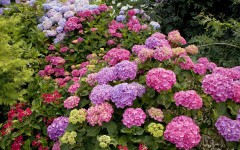 Desktop image. Flowers. ID:62336