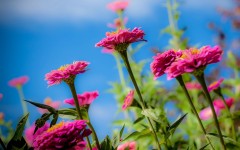 Desktop image. Flowers. ID:62352
