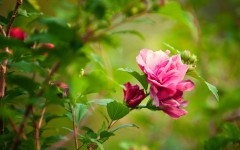 Desktop image. Flowers. ID:62474