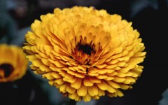 Desktop image. Flowers. ID:68638