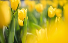 Desktop image. Flowers. ID:62494
