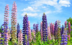 Desktop image. Flowers. ID:62526