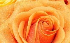 Desktop image. Flowers. ID:62528