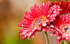 Desktop image. Flowers. ID:62531