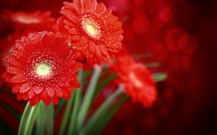Desktop image. Flowers. ID:62532