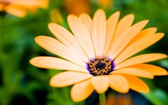 Desktop image. Flowers. ID:62533