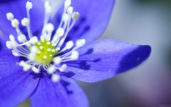 Desktop image. Flowers. ID:62569