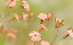 Desktop image. Flowers. ID:62570