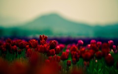 Desktop image. Flowers. ID:62572
