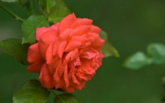 Desktop image. Flowers. ID:62579