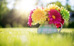 Desktop image. Flowers. ID:62650