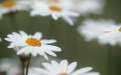 Desktop image. Flowers. ID:62658
