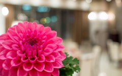 Desktop image. Flowers. ID:68639