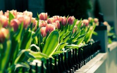 Desktop image. Flowers. ID:62695