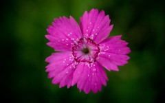 Desktop image. Flowers. ID:62723