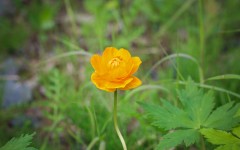 Desktop image. Flowers. ID:62735