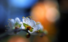 Desktop image. Flowers. ID:62857