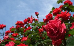 Desktop image. Flowers. ID:62896