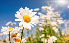 Desktop image. Flowers. ID:62905