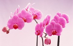 Desktop image. Flowers. ID:62928