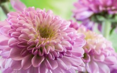 Desktop image. Flowers. ID:62937
