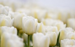 Desktop image. Flowers. ID:62977
