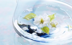 Desktop image. Flowers. ID:63004
