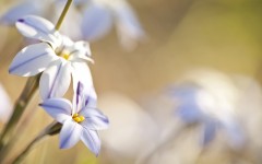 Desktop image. Flowers. ID:63022