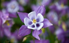 Desktop image. Flowers. ID:63023