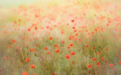 Desktop image. Flowers. ID:63047