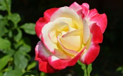 Desktop image. Flowers. ID:63057