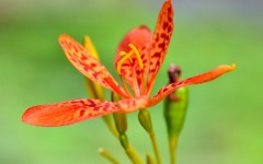 Desktop image. Flowers. ID:63060