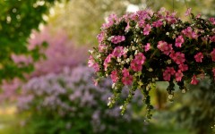 Desktop image. Flowers. ID:63062