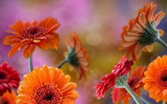 Desktop image. Flowers. ID:63068