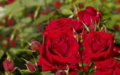 Desktop image. Flowers. ID:63082