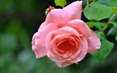 Desktop image. Flowers. ID:63088