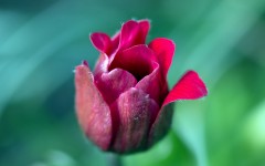 Desktop image. Flowers. ID:63132