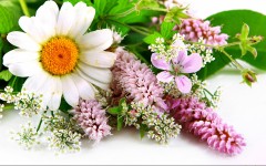 Desktop image. Flowers. ID:63137