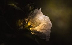 Desktop image. Flowers. ID:63178