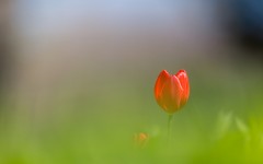Desktop image. Flowers. ID:63180