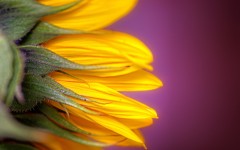Desktop image. Flowers. ID:63234