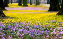 Desktop image. Flowers. ID:63240