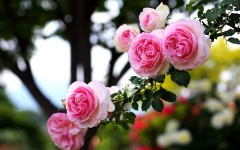 Desktop image. Flowers. ID:63257