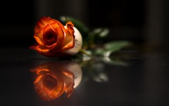 Desktop image. Flowers. ID:63258