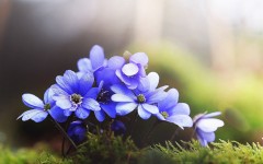 Desktop image. Flowers. ID:63307